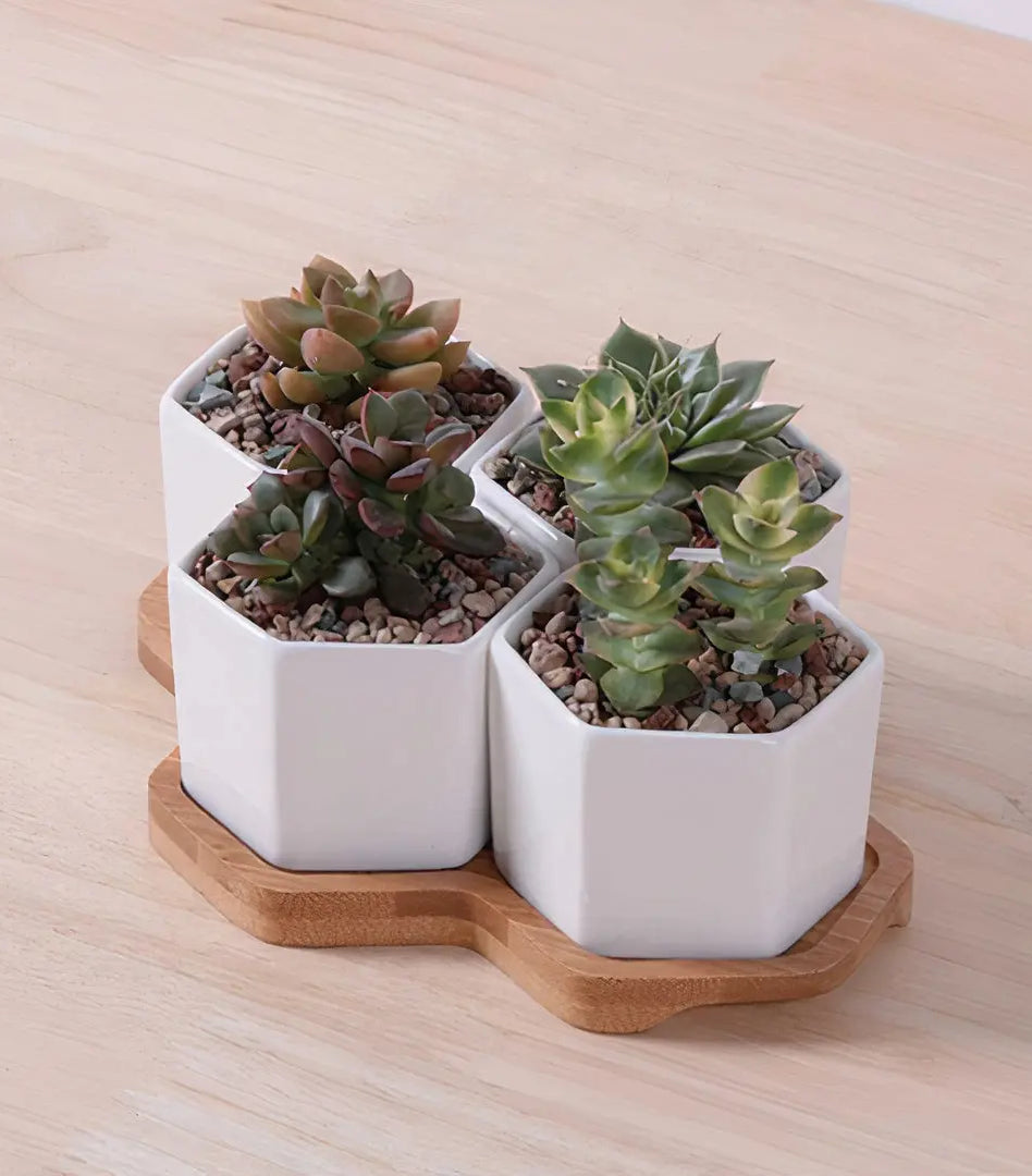 Beehive Planter |   |  Casual Chic Boutique