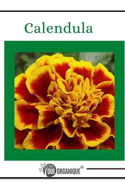 Certified Organic Rejuvenating Night cream calendula Hydrate Anti-aging Repair |Calendula flower OUI ORGANIQUE
