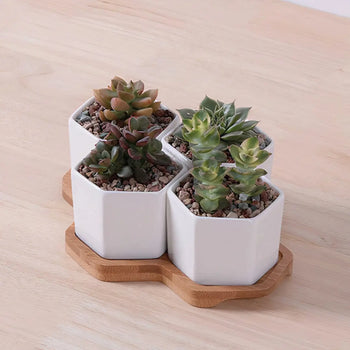 Beehive Planter |   |  Casual Chic Boutique