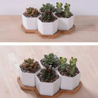 Beehive Planter |   |  Casual Chic Boutique