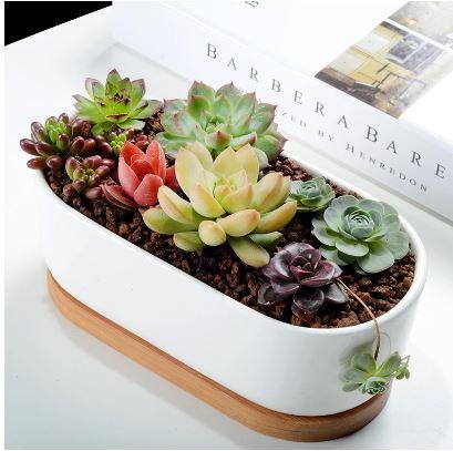 ClaudiaG Succulent Planter -Elongated