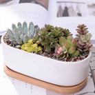 ClaudiaG Succulent Planter -Elongated