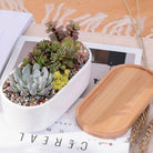 ClaudiaG Succulent Planter -Elongated