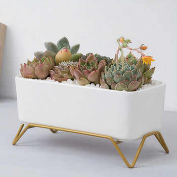 ClaudiaG Succulent Planter-Supported