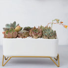 ClaudiaG Succulent Planter-Supported