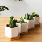 ClaudiaG Succulent Planter-Single