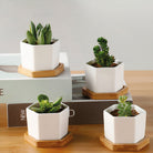 ClaudiaG Succulent Planter-Single