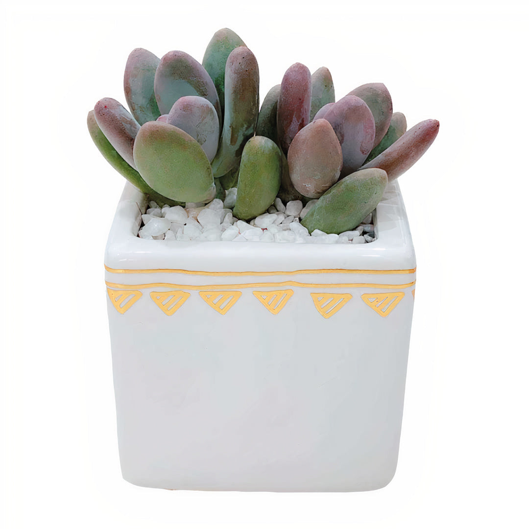 ClaudiaG Rhapsody Planters (Set of 3)