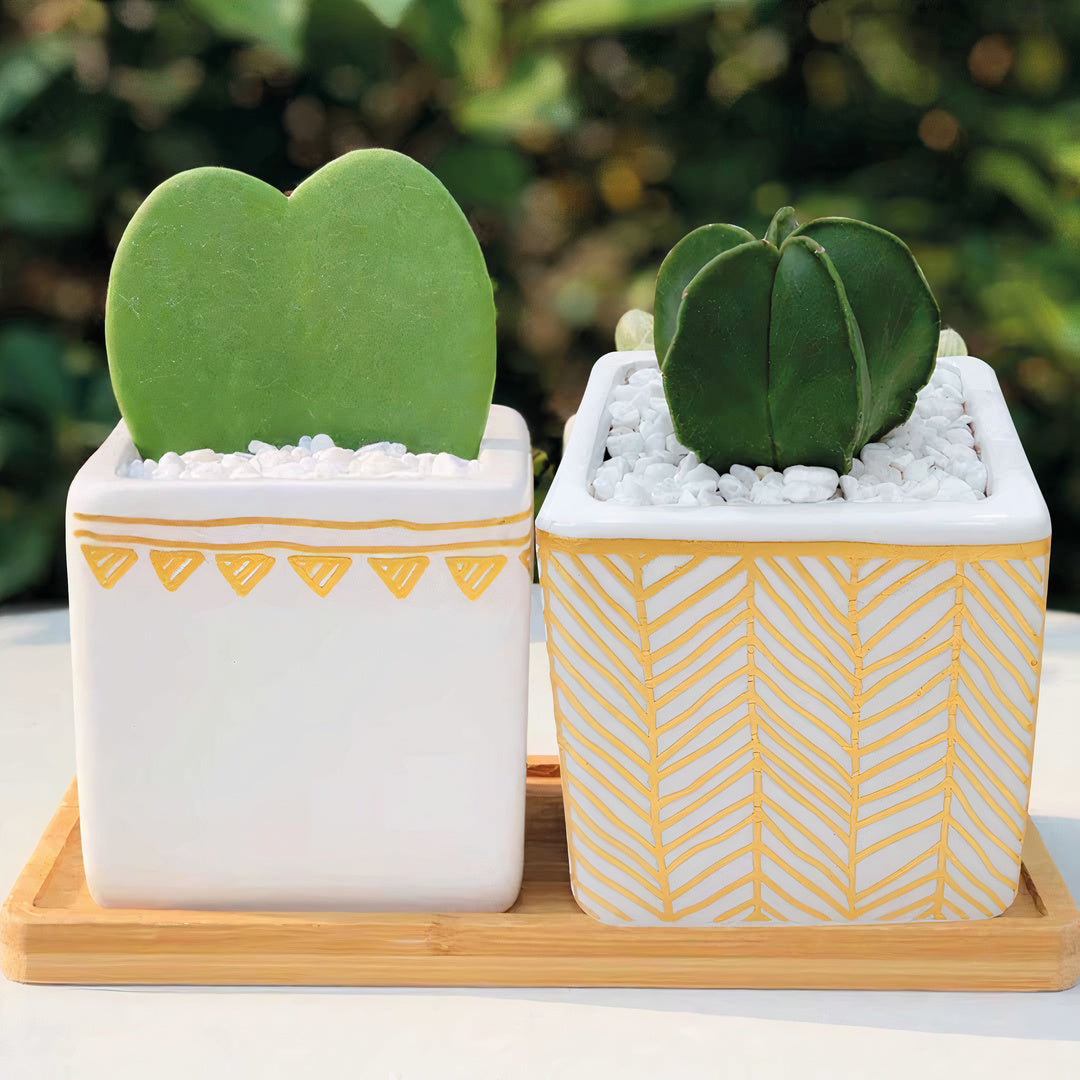 ClaudiaG Rhapsody Planters (Set of 3)