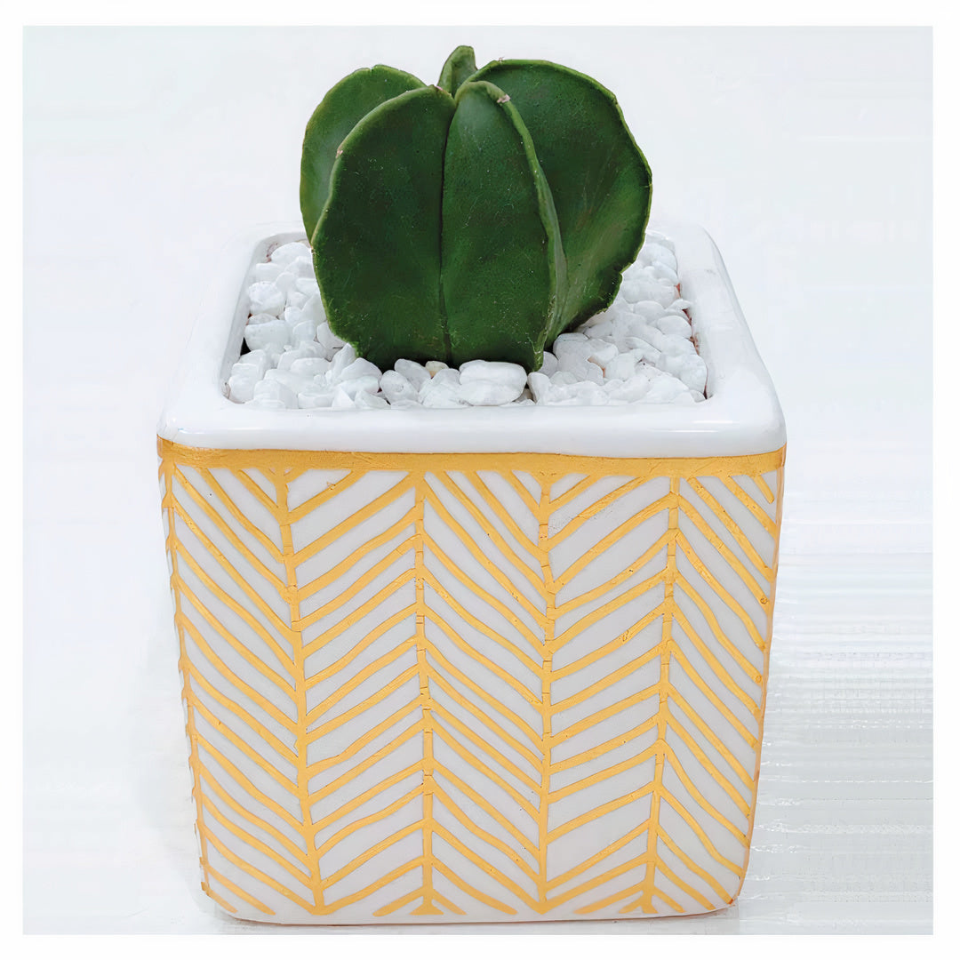 ClaudiaG Rhapsody Planters (Set of 3)