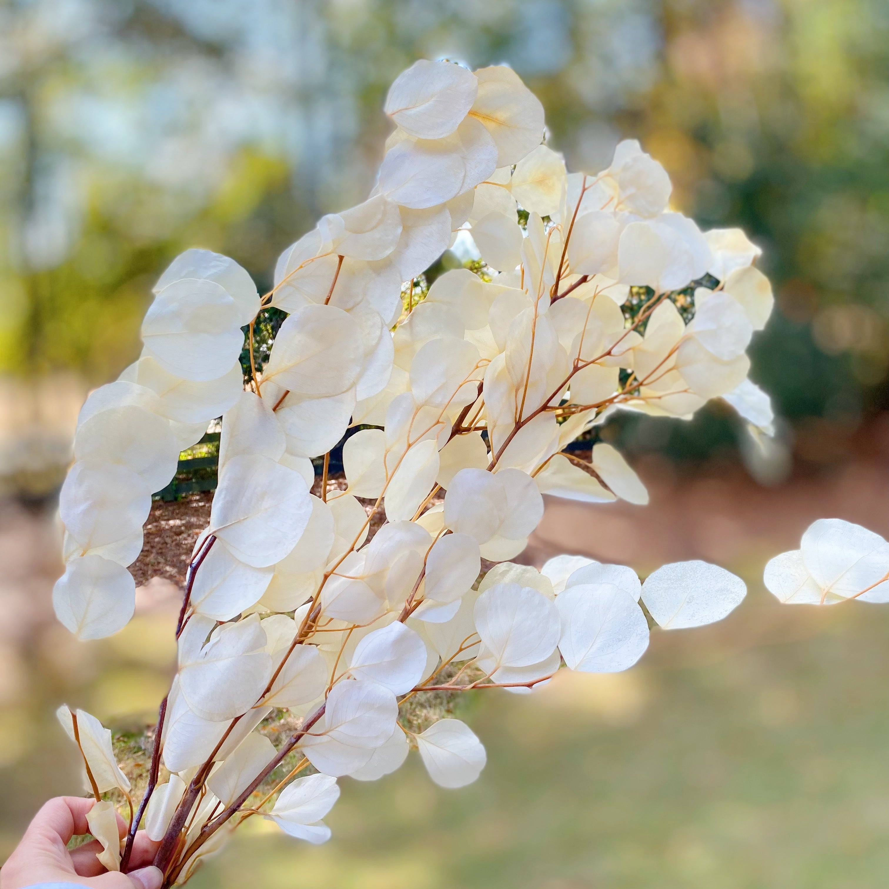 Freshly Preserved Eucalyptus Leaf Bunch Ellisonyoung.com