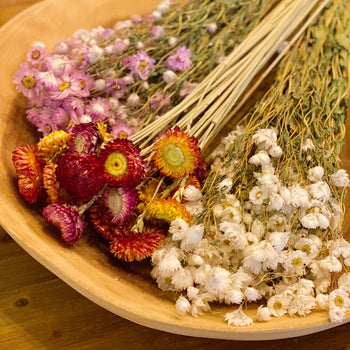 Captured Beauty Dried Flower Bunch Ellisonyoung.com